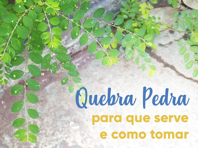 Quebra-Pedra: para que serve e como tomar